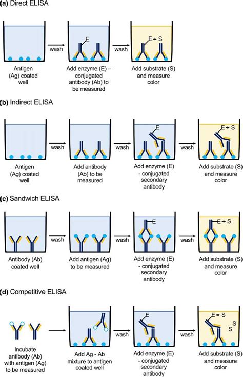 elisa immunoassay technique